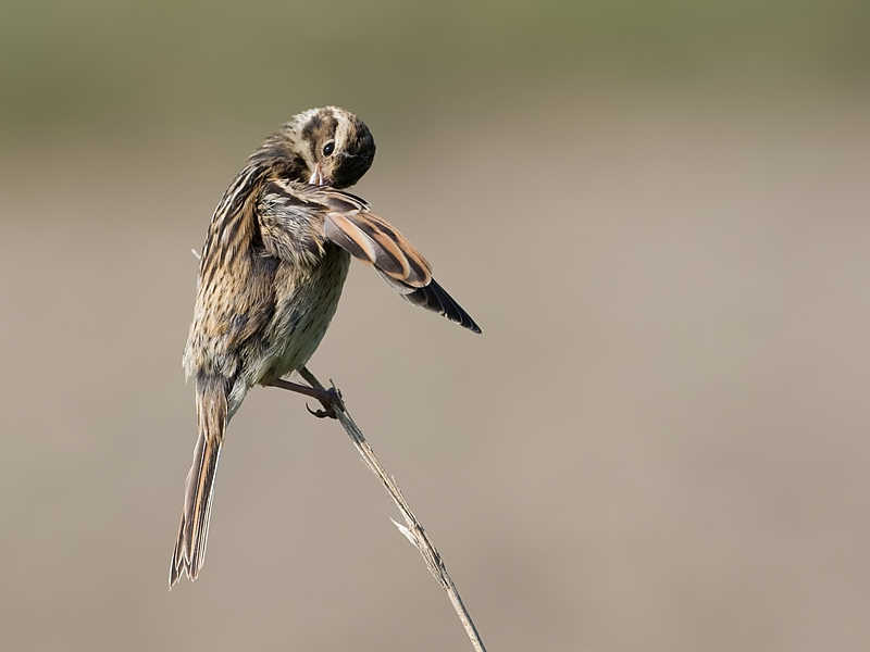 Emberiza schoeniclus Rietgors Reed Bunting